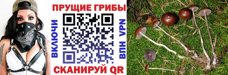дарк нет формула  Бородино  Псилоцибиновые грибы Magic Shrooms 